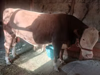Bull, Cattle — photo 2