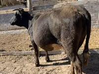 গাভী, গরু — ছবি 3