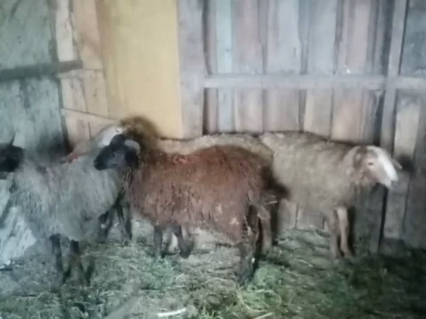 Ram, Sheep — Kazakhstan