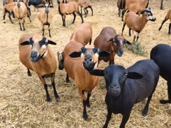 Sheep, Cameroon sheep — Hungary