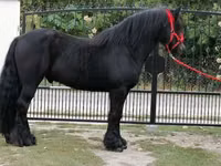 Horse (M), Fell pony — photo 4