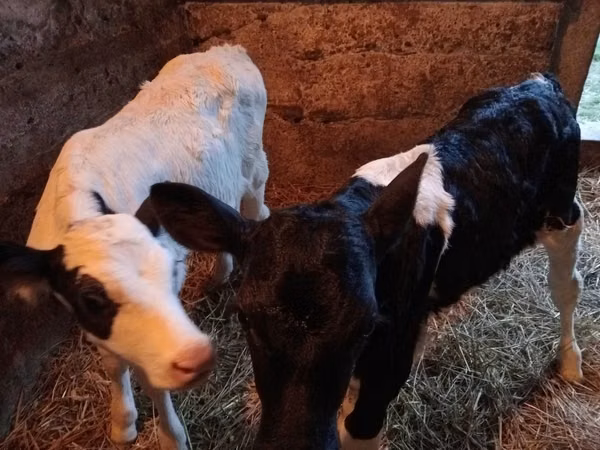 황소, Russian Black pied cattle