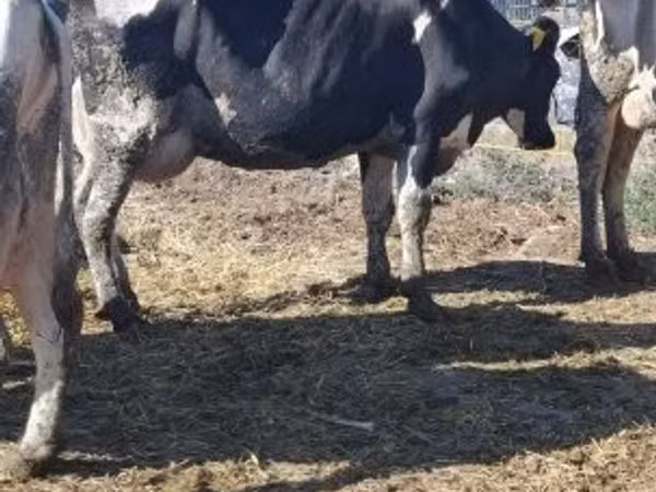 Cow, Russian Black pied cattle — Hungary
