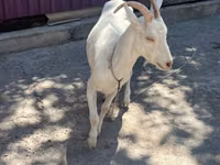 Goat, Russian White goat — photo 5