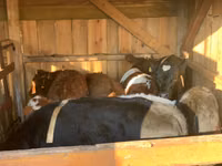 گاو و گوساله (گروه، جنسیت مشخص نشده), Simmental cattle — عکس 5