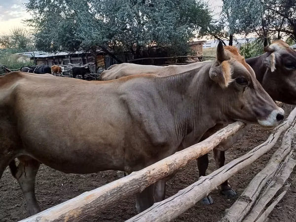 Cow, Alatau breed — Kazakhstan