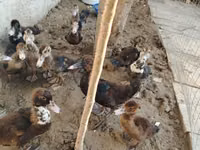 Domestic Muscovy — photo 2