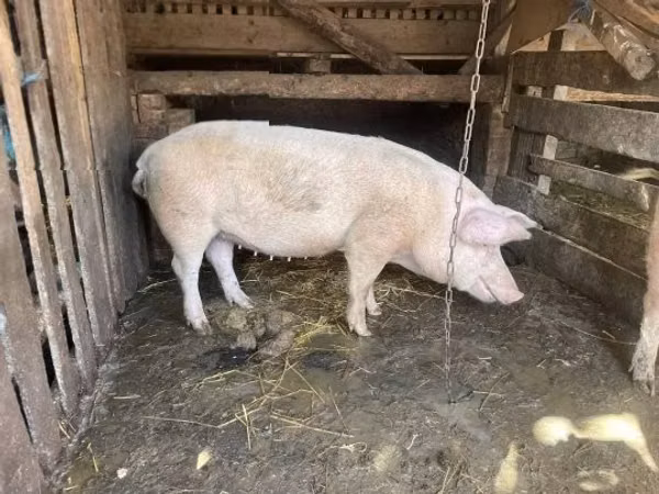 Babi betina, 