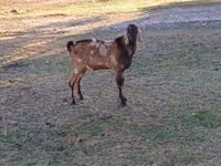 Bok, Nubian Goat — foto 1