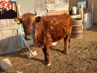 Cow, Cattle — photo 1