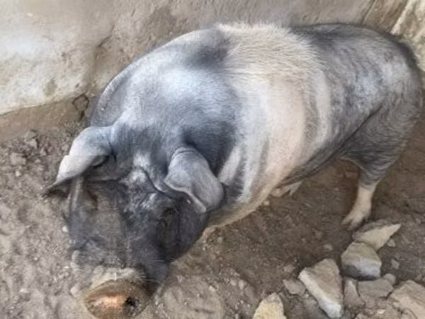 Boar,  — Hungary