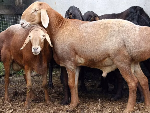 Kambing jantan, Sheep