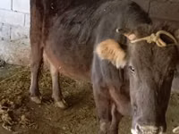 Boğa, Sığır — foto 5