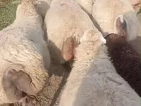 Ido, Sheep — sawirka 3