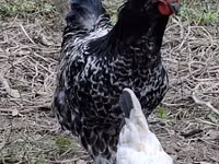 Chickens — عکس 6