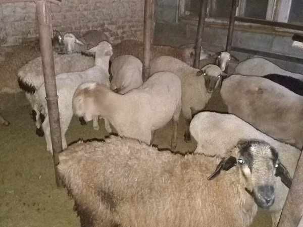 Ram, Sheep — Kazakhstan
