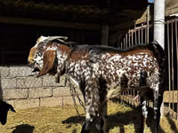 Kozel, Beetal goats — foto 1