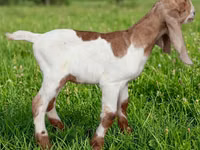 بز نر, Kamori goats — عکس 3