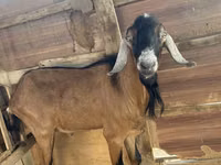 Kozel, Nubian Goat — foto 3