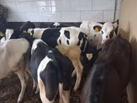 Tyre, Russian Black pied cattle — foto 1