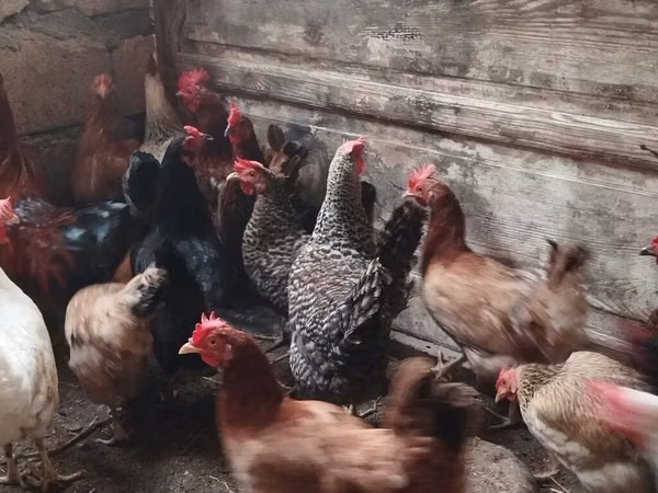 Chickens
