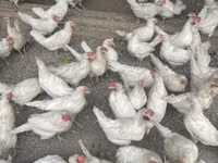 Leghorn — sawirka 5