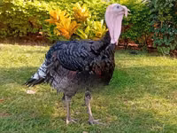 Turkeys — ছবি 8