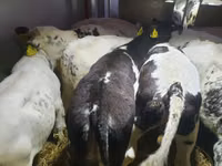 Bovine (lot, sex nespecificat), Russian Black pied cattle — foto 3