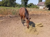 Бие, Kyrgyz Horse — 2-сурет