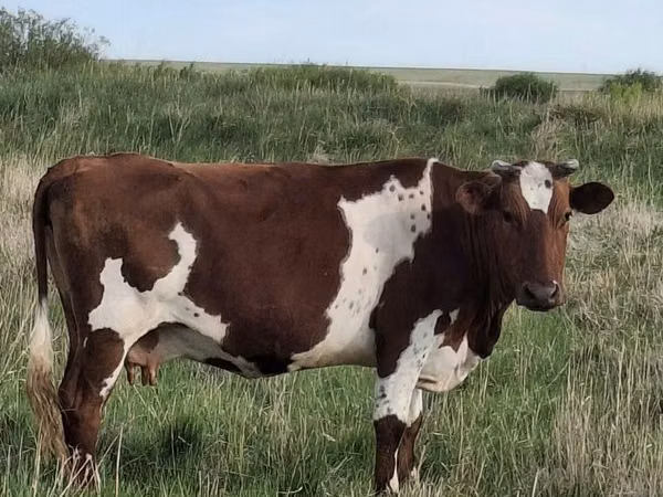 Cow, Ayrshire — Kazakhstan