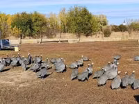 Guinea fowl — عکس 2
