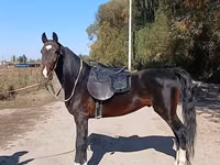 ცხენი, French Trotter — ფოტო 4
