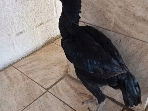 Guinea fowl — Kyrgyzstan