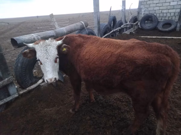 Bull, Hereford — Kazakhstan