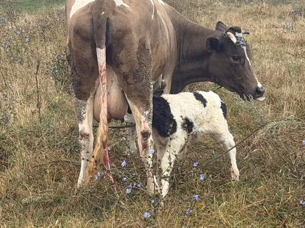 Bull, Cattle — Moldova