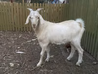 Billy Goat, Saanen goat — photo 1