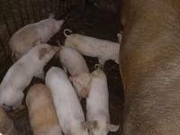 สุกร (เป็นล็อต, ไม่ระบุเพศ), หมู — รูปภาพ 1