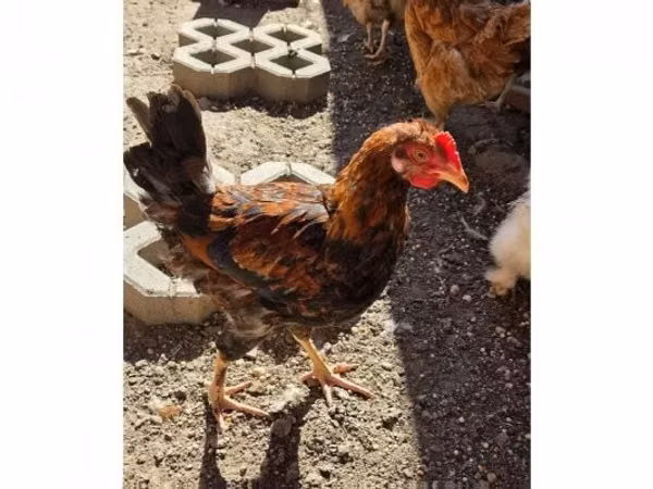 Chickens — Węgry
