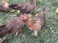 Danish hen — photo 5