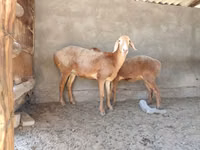 Sheep, Arashan sheep — photo 4