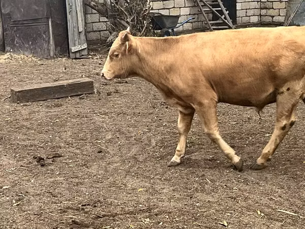 Bull, Cattle
