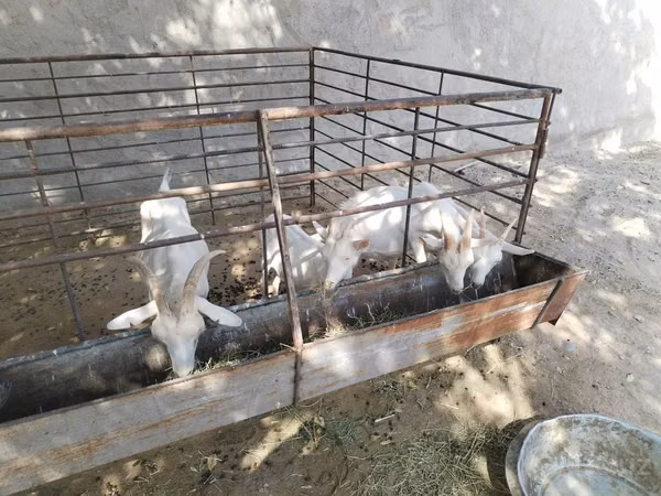 Goat, Goats — Uzbekistan