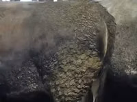 Krava, Swiss cattle — foto 4