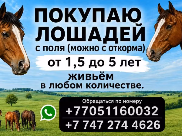 Mare, Horse breed