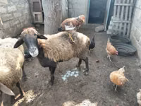 Qoyun, Qoyunlar — foto 1
