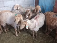 Biri-biri betina, Arashan sheep — foto 3