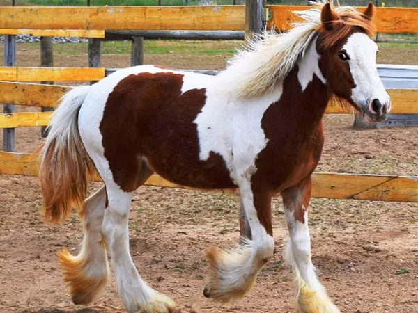 Mare, Gypsy horse