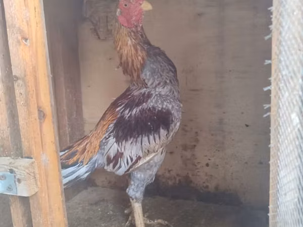 Chickens