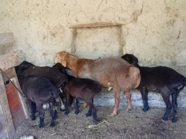 Widder, Arashan sheep — Usbekistan