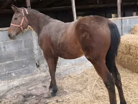 Mare, Thoroughbred horse — photo 1